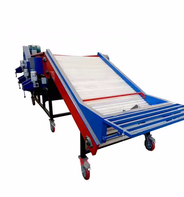 High-yield and high-quality garlic classifier