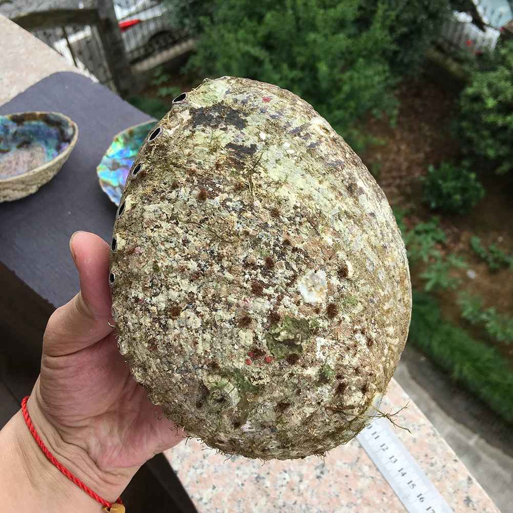 Natural high quality selling colored large abalone polished shells for DIY decoration