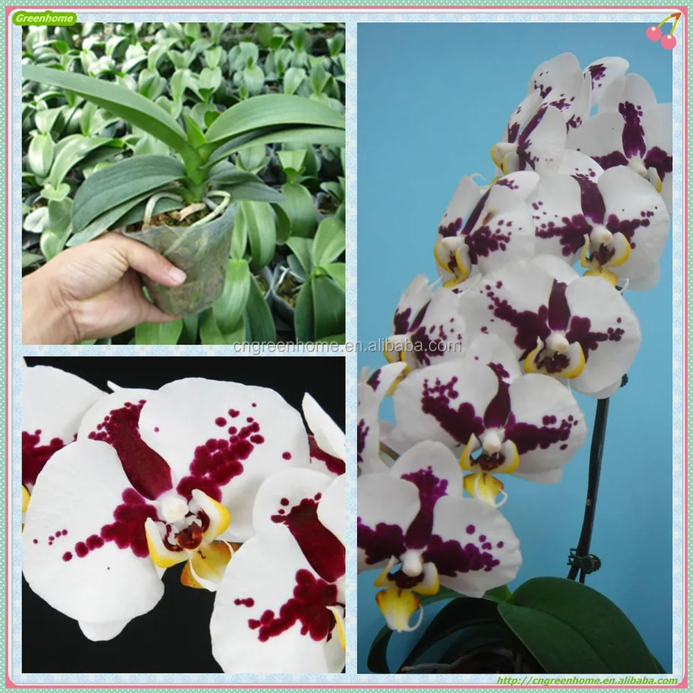 Саженцы орхидеи фалаенопсиса