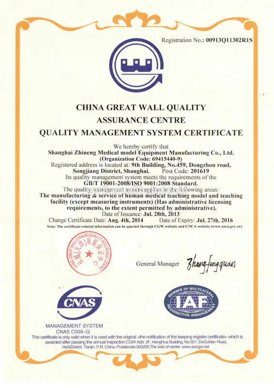 BIX-A1020 Life size vertebral column with pelvic half leg bone skeleton anatomical model