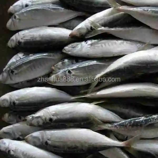 Seafrozen ставрида рыбы scad рыбы