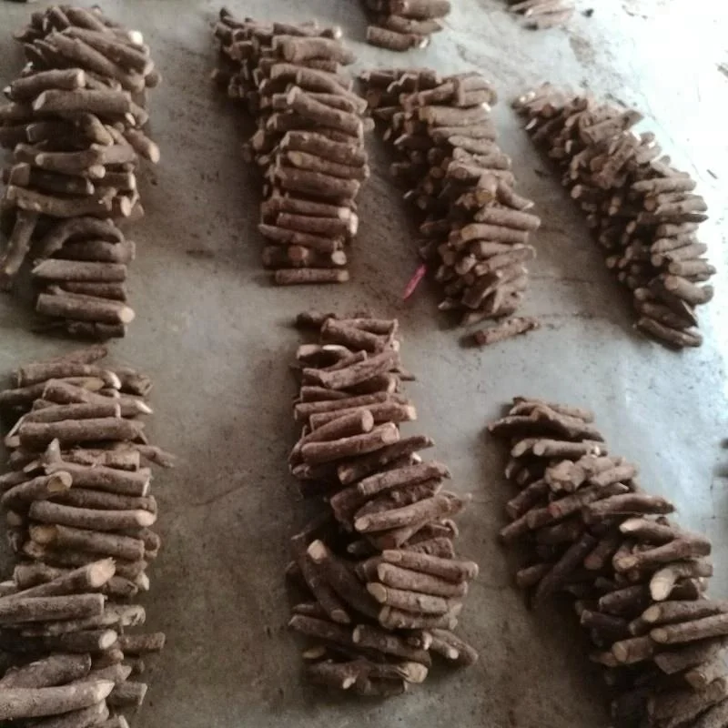  Китайские высококачественные гибридные корни paulownia 99% для выживания устойчивые к холоду выращивания