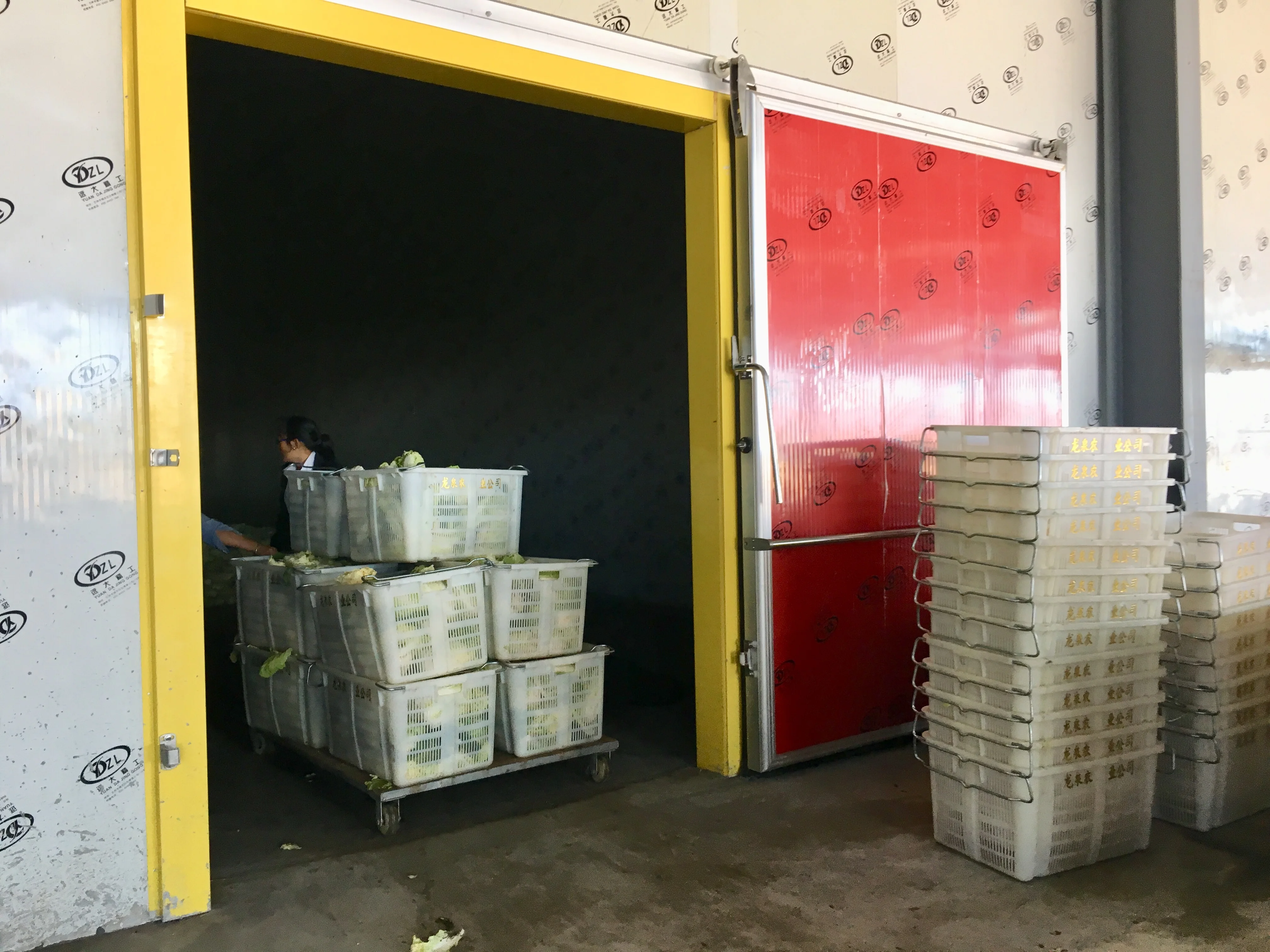 Walk in chiller freezer cold storage room for potato