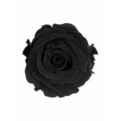 2020 Buy Stabilized Flowers Directly From Preserved Natural Big Single Flowers In 9-10cm