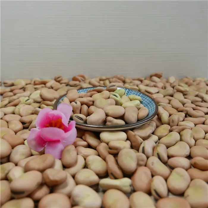 
high quality dry Broad Bean fava bean faba bean 