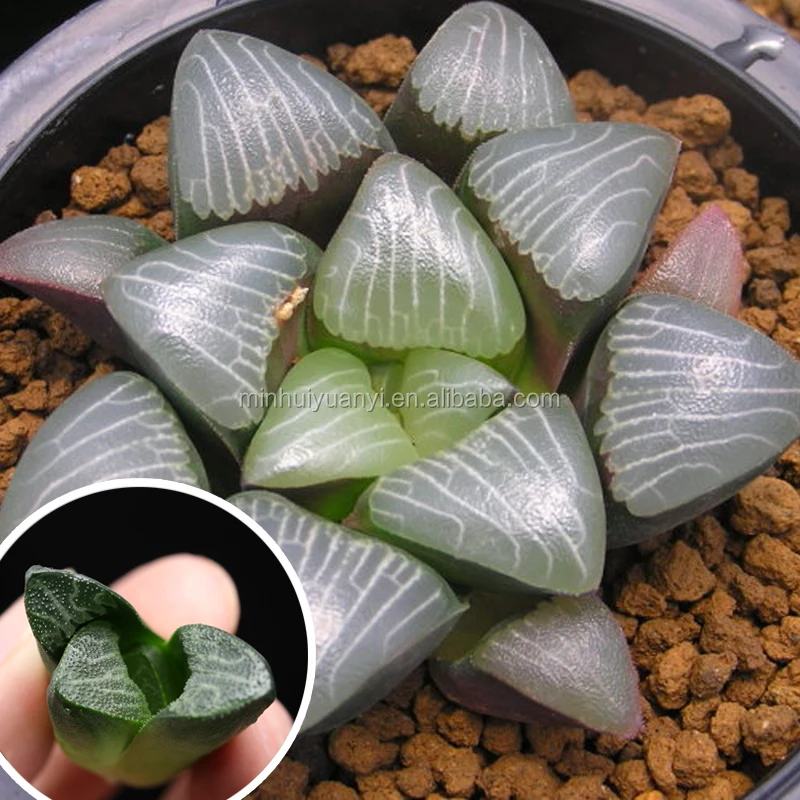 
Succulent Plant of Haworthia correcta 