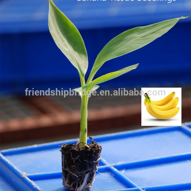 
Саженцы ткани бананового дерева 