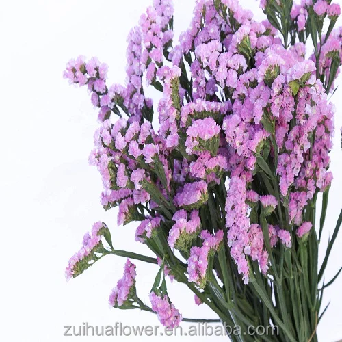 forget me not Fresh cut flower for floral Bouquet material