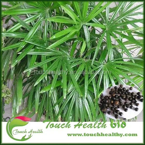  2021 год семена Rhapis excelsa для посадки Touchhealthy