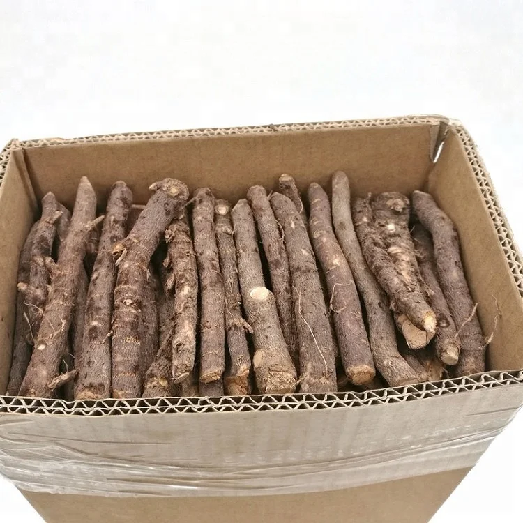 
 -25C площадь холодная противостоять оригинальный paulownia shantong в виде пенька из корня резки 99% выжить обеспечивают посадки навыки  