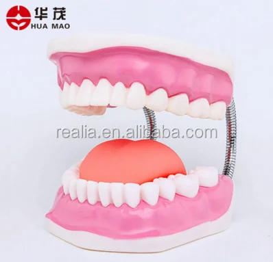 HM-BD-061 Ningbo Huamao Tooth brushing model Dental model