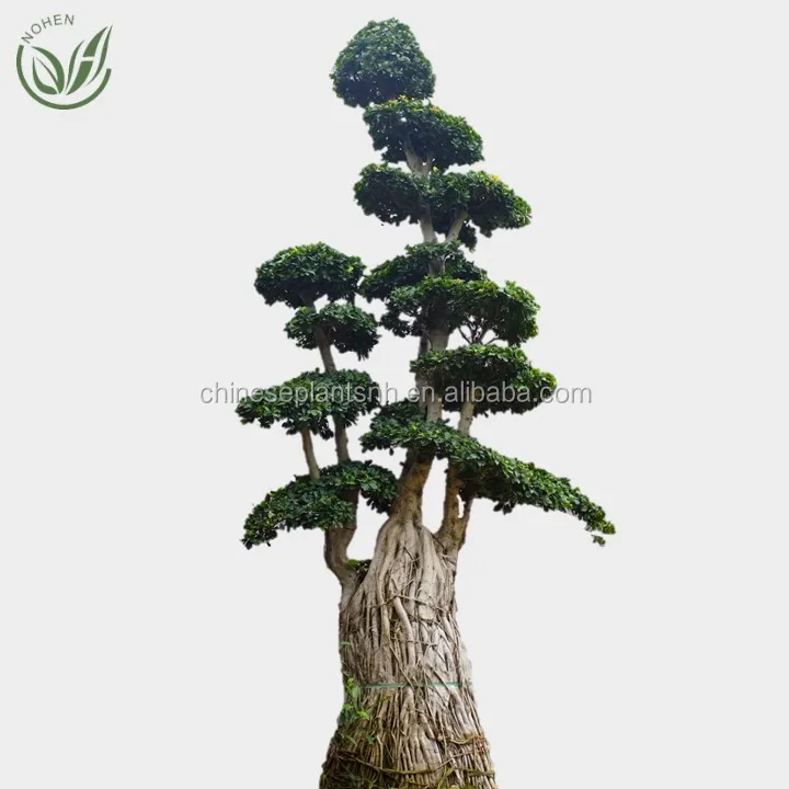 
4M Nanan local Air root Ficus Microcarpa Bonsai ficus tree for Decorative plants in nursery landscape 