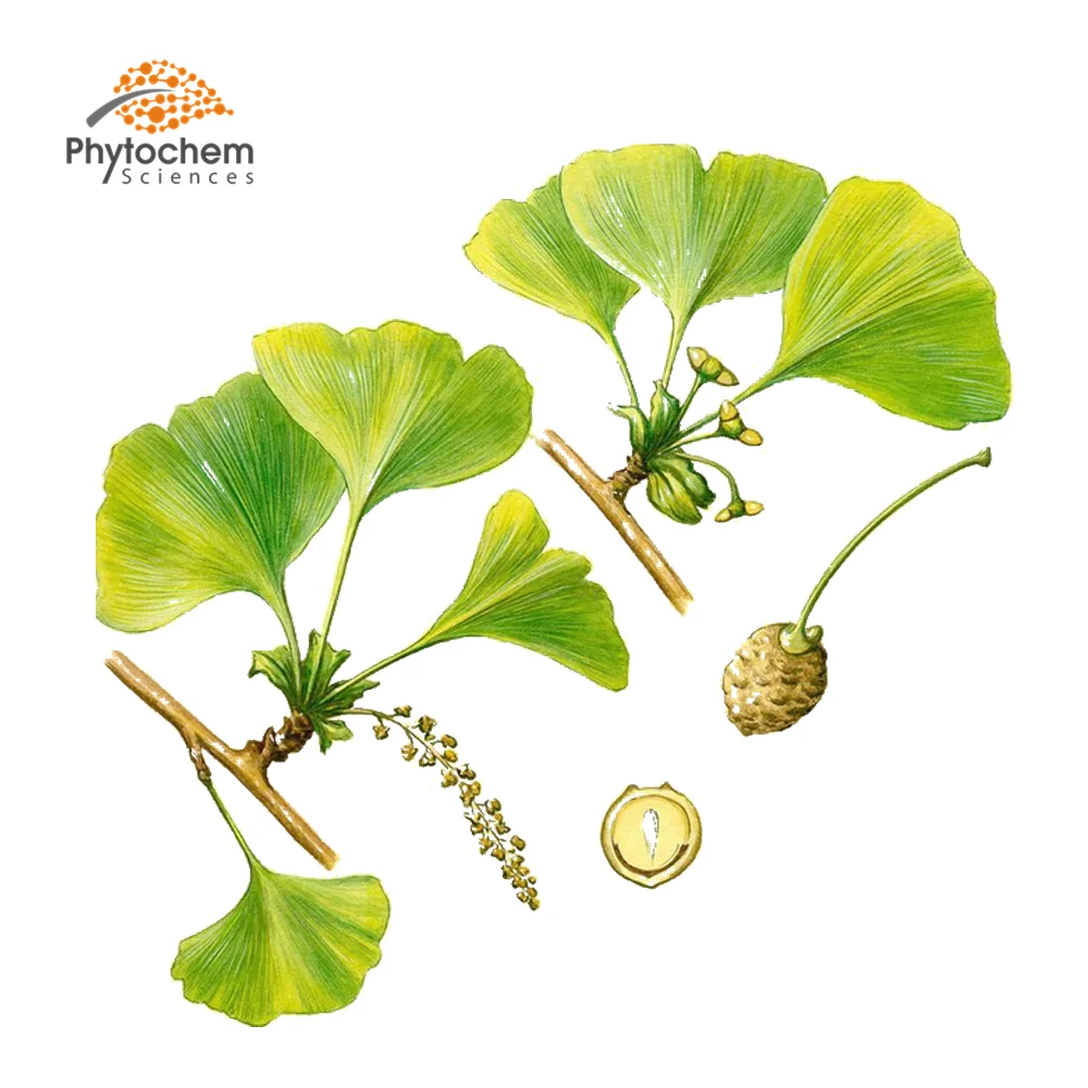 High Quality ginkgoflavon glycosides powder ginkgo biloba extract Ginkgo Leaf Extract