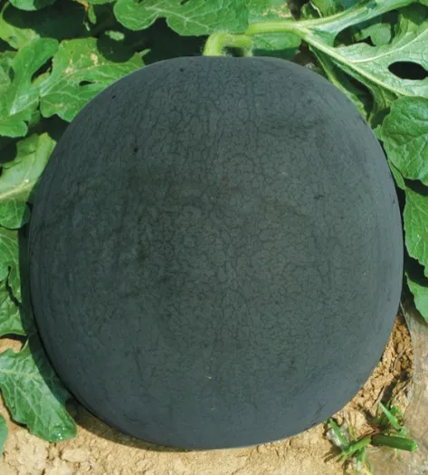 Mini Excellent Flavor Seedless Watermelon Seeds for Planting