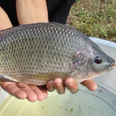 
buy live tilapia fish from China 