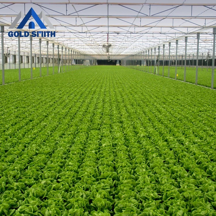 Commercial Vegetable Steel Tube Greenhouse with One Stop Buying Service