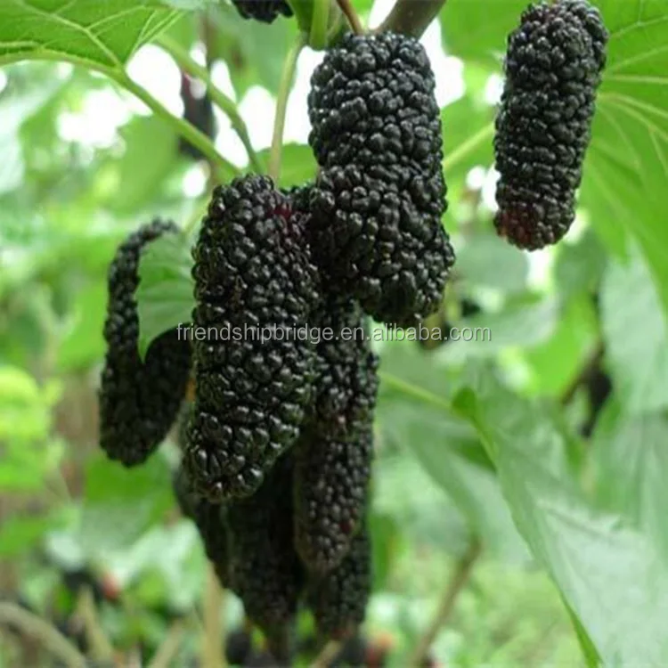 Распродажа саженцев тутового фрукта по низкой цене