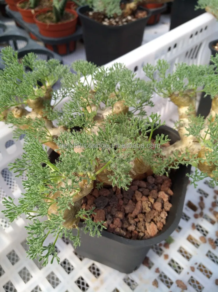 
Indoor & outdoor Monsonia multifida bonsai plants 