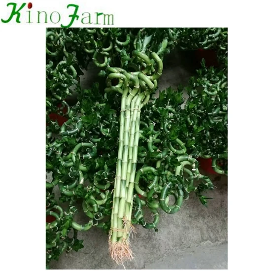 
 Бамбуковое растение на удачу  