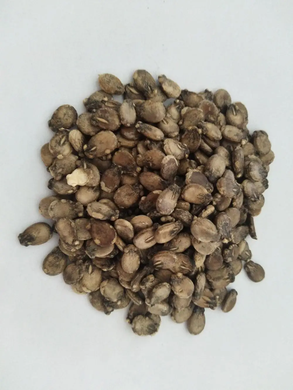 Standout seedless watermelon seeds with yellow flesh