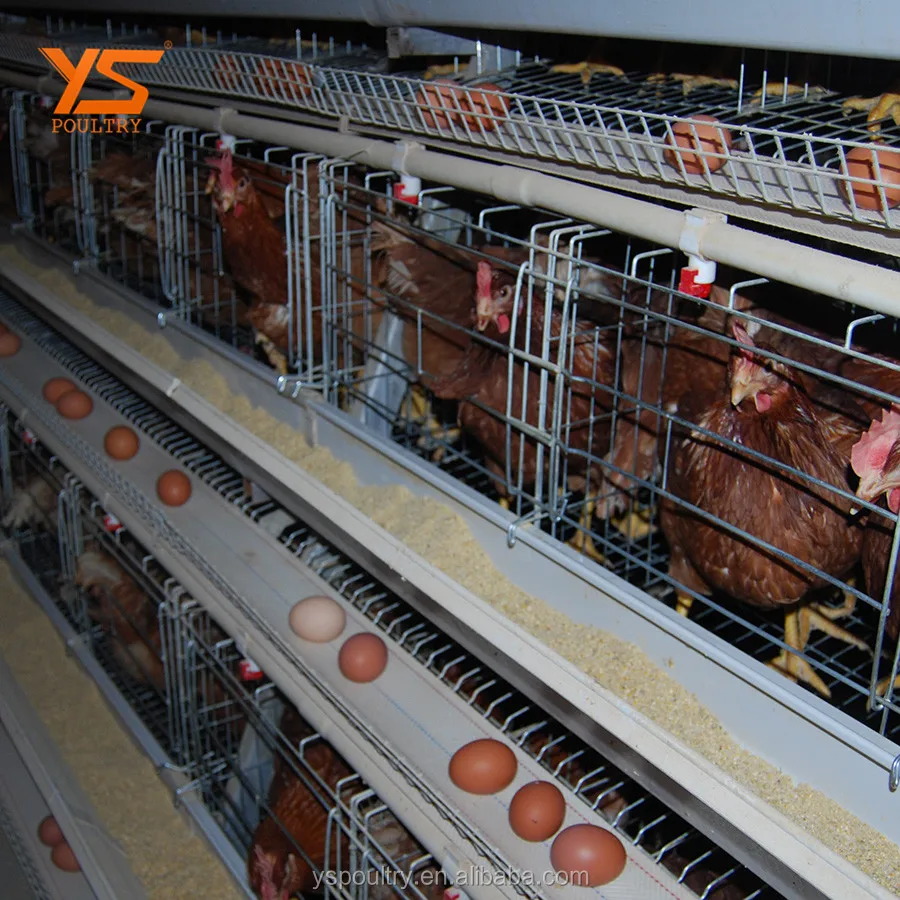 
A Type Automatic Chicken Layer Coop 