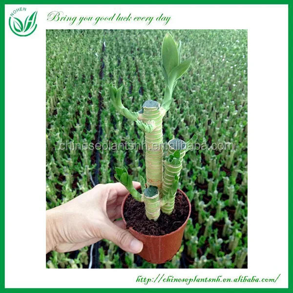 Оптовая продажа, комнатное миниатюрное Оригинальное украшение drcaena, бамбуковое растение на удачу, спираль, прямая башня, бамбуковые растения на удачу