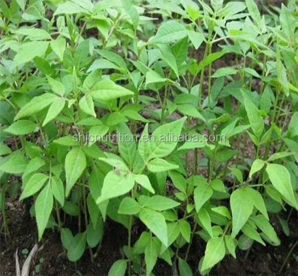 98% Berberine Hydrochloride, ,Berberine HCL,Natural berberine powder