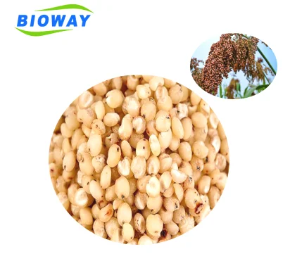 
Лидер продаж 2018 года, семена органической кукурузы проса 