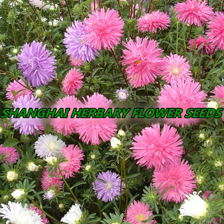 2021 China Aster Seeds, Different Types Flower Seed For Sale