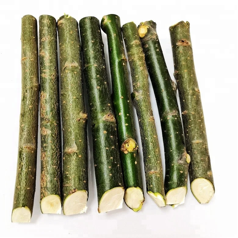 Ветростойкие ивовые прививки для посадки