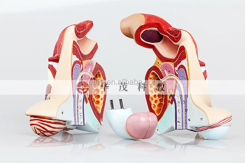 Male Genital Organ model