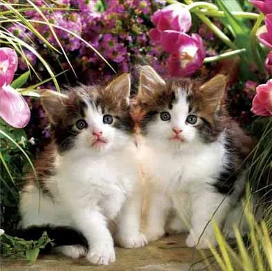 Frameless Wall Hanging 3D Pictures with Animal Image