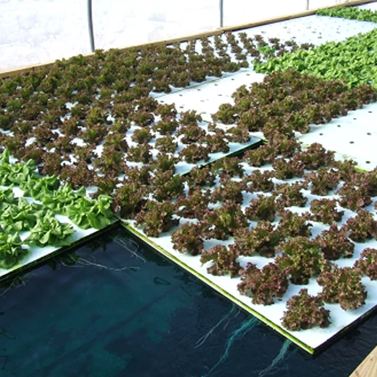 
China Supplier High Tunnel Greenhouse Aquaponic System 