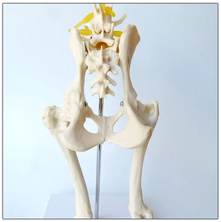 Dog Hip Joint Skeleton Medical Model