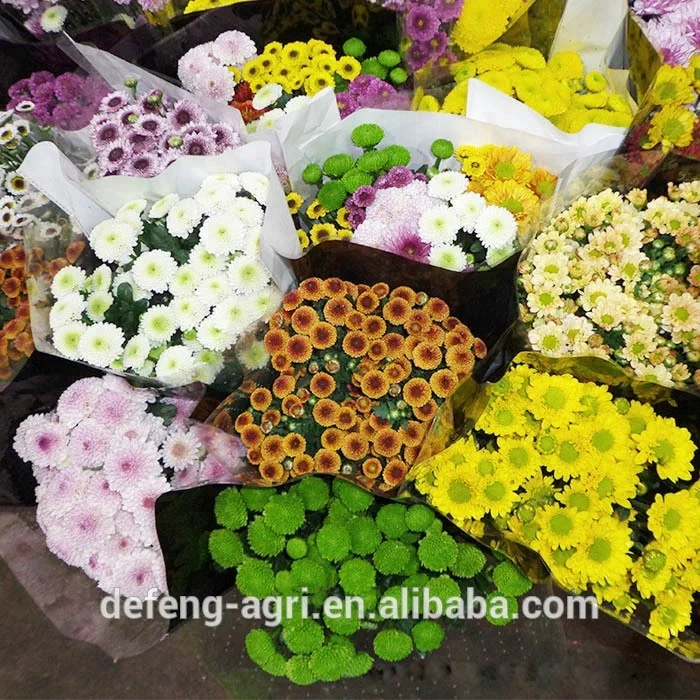 Chrysanthemum long stem flowers fresh cut flowers