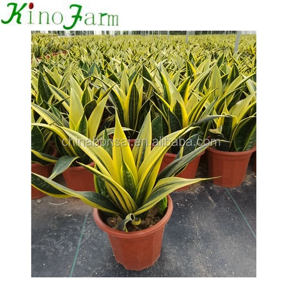 
 Комнатные золотые растения Sansevieria  
