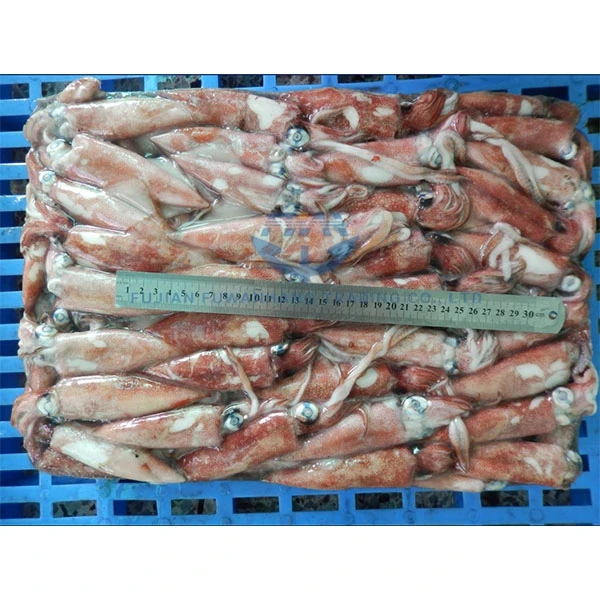 
Frozen squid wild caught loligo squid whole round 