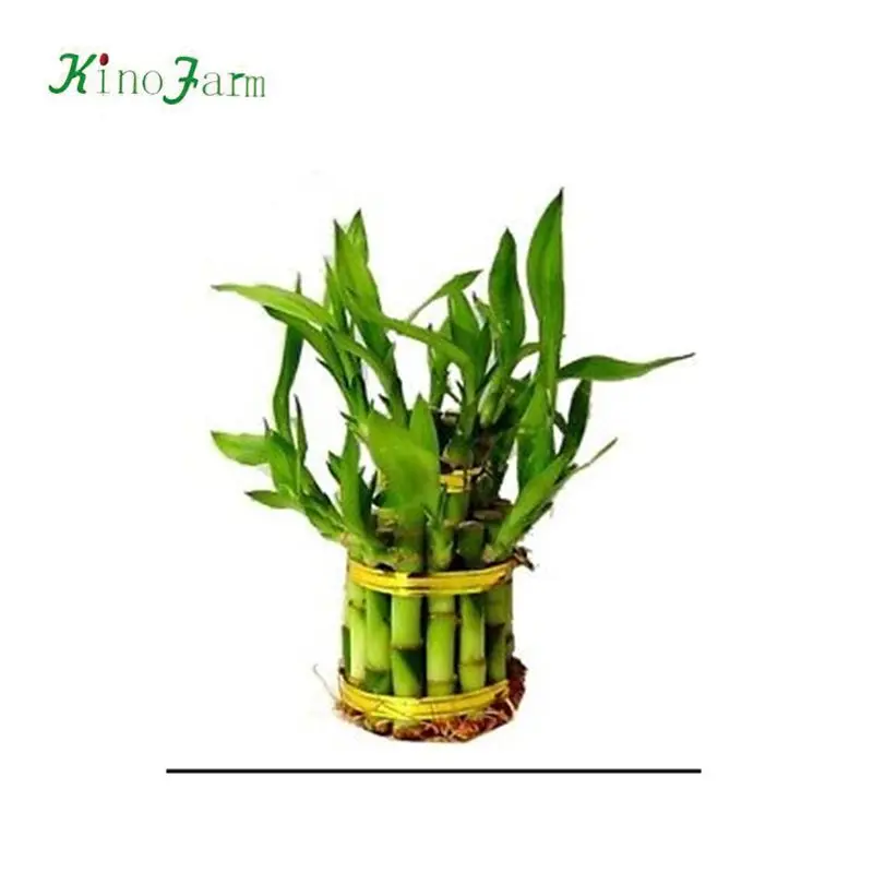  Zhangzhou Kinofarm ornamental lucky bamboo