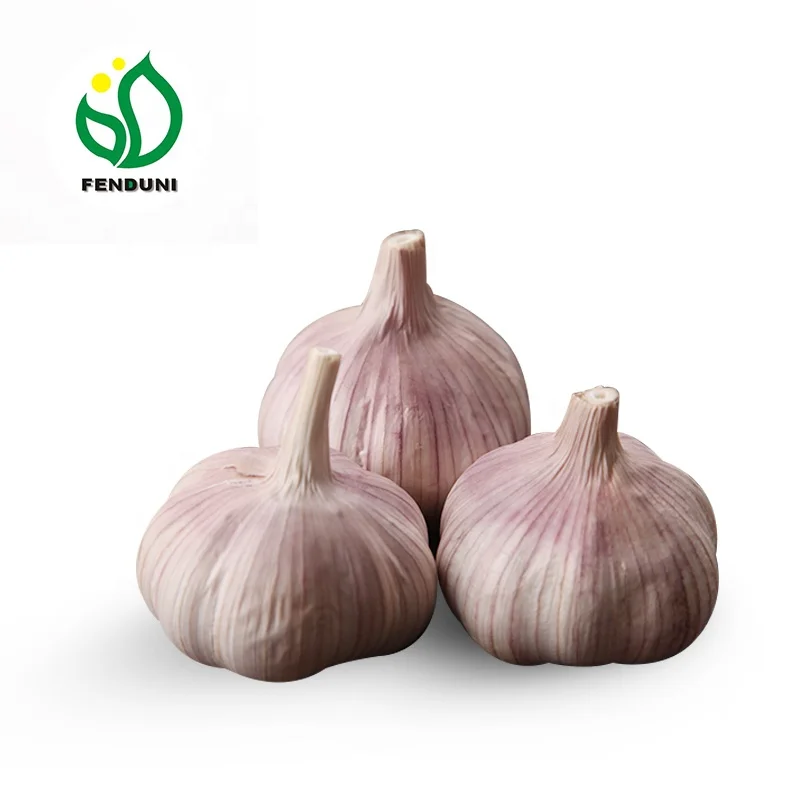 
Chinese red garlic for tunis 