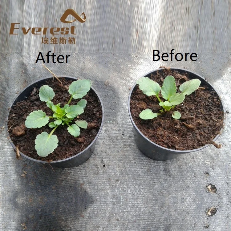EVEREST Bio Active Ascophyllum nodosum Soluble Seaweed Extract Powder /Flake Organic Fertilizer Price