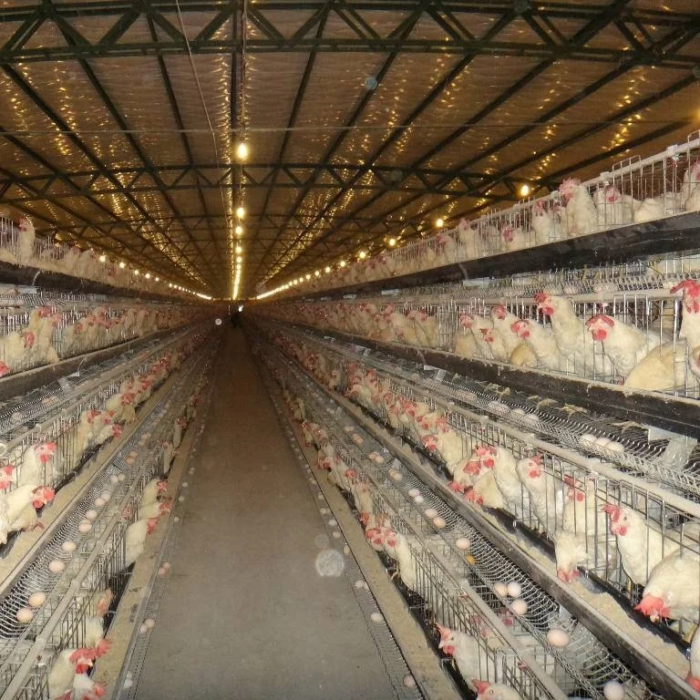 INNAER 2m 5tiers 160birds 40nests chicken layer cage