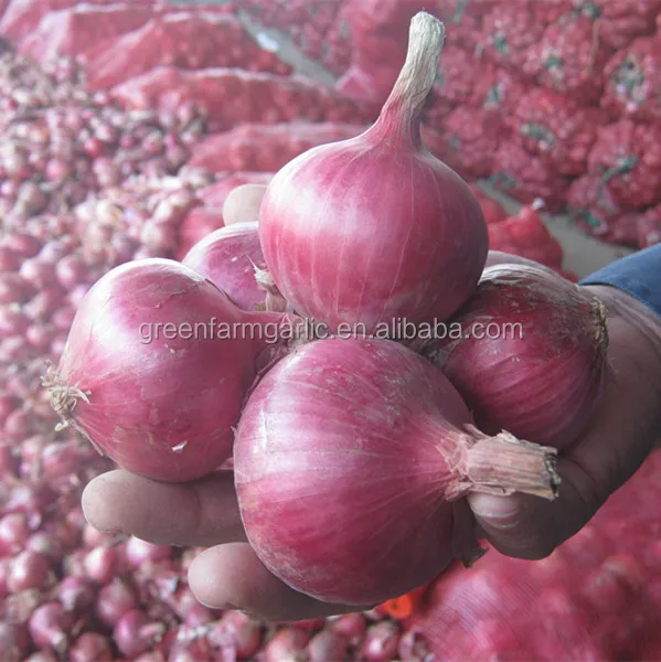 Large quantity of fresh red Onions for sale ,  seeking global onion buyers