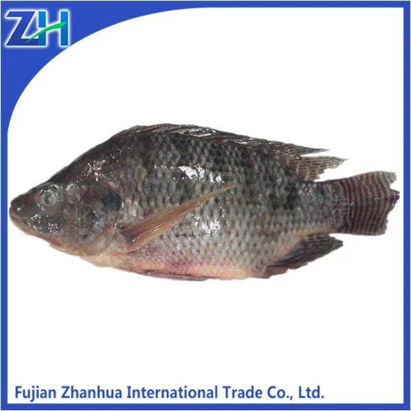 замороженного филе тилапии неразделанная