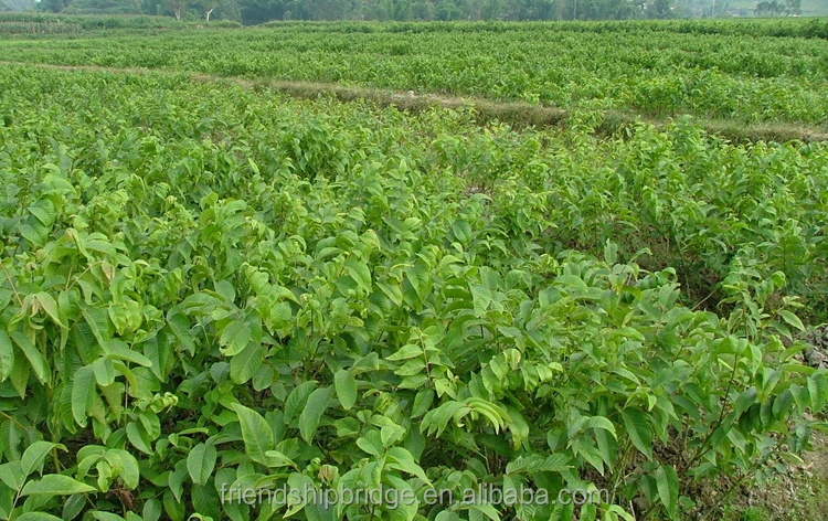 Саженцы ореховых орехов