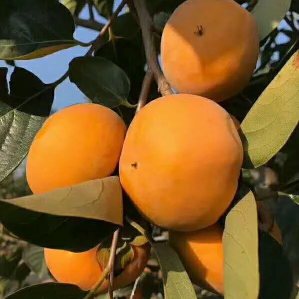 Superior fresh persimmon