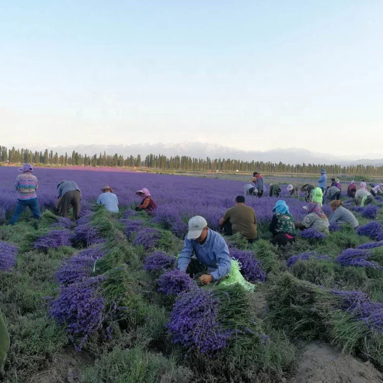 Сушеные цветы лаванды, бумажный пакет лаванды для домашнего декора