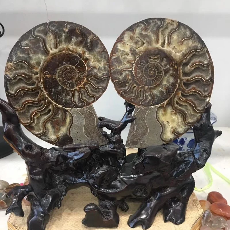 Natural Madagascar Ammonite and Minerals Specimens Fossils For Decoration