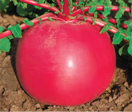 Hot Sale High Quality Red Turnip Seeds For Planting