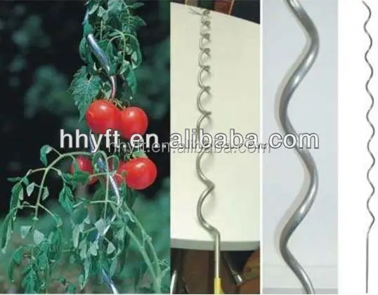 
6.5mm*1.8m tomato wire for amphisarca fruit on hot sale 