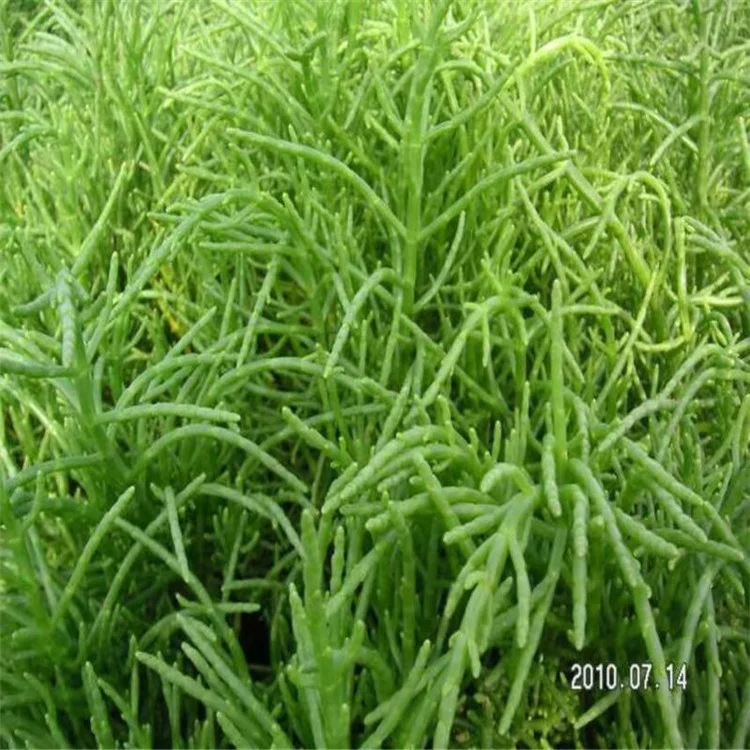 
Salicornia Europaea Seeds for Growing 